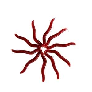 طعمه ماهیگیری فیشرمن مدل کرم بسته 10 عددی