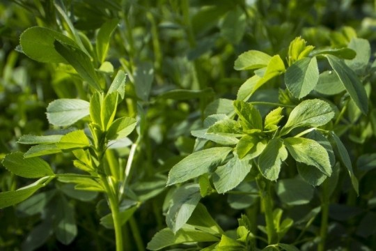 یونجه چه مدل گیاهی است یونجه چه مدل گیاهی است