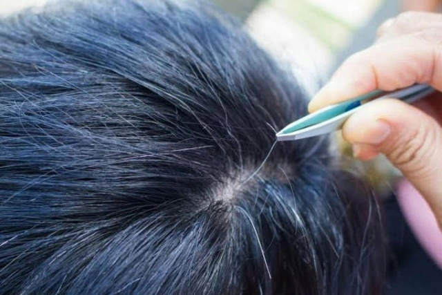 C:\Users\Asus\Dropbox\My PC (DESKTOP-5H0DOOG)\Downloads\plucking white hair\plucking white hair.1.jpg