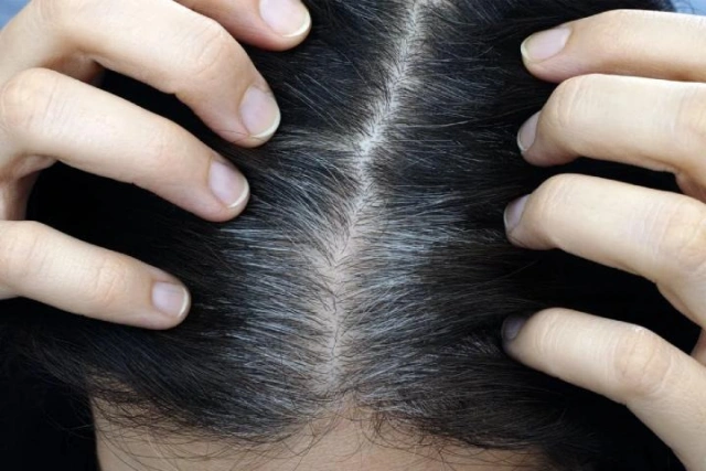 C:\Users\Asus\Dropbox\My PC (DESKTOP-5H0DOOG)\Downloads\plucking white hair\plucking white hair.3.jpg