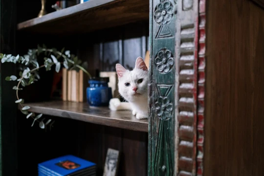 حضور گربه در خانه حضور گربه در خانه