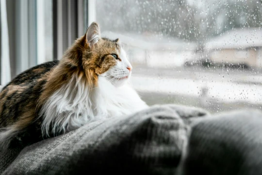 آرامش گربه در خانه آرامش گربه در خانه
